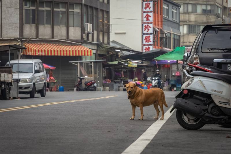 Hong Kong dog DNA tests rise after crackdown