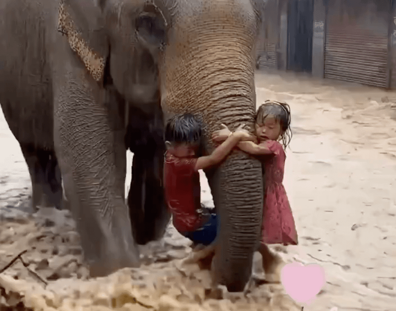 Nepali üleujutusest levivad tehisaru abil valminud võltsvideod