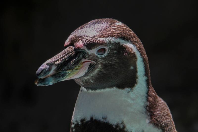 Peruu ainus pingviiniliik on El Niño ja linnugripi tõttu hävimisohus
